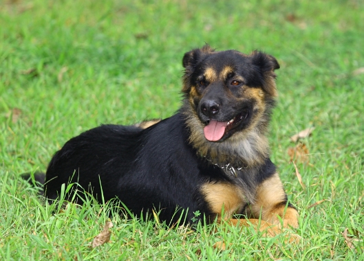 rottweiler x german shepherd puppies for sale