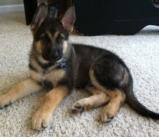 king german shepherd puppies