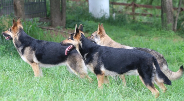 straight back german shepherd puppies for sale near me