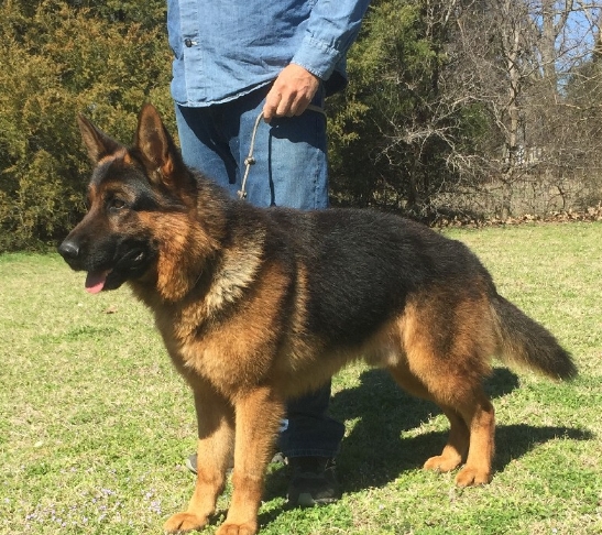 german shepherd stud service near me