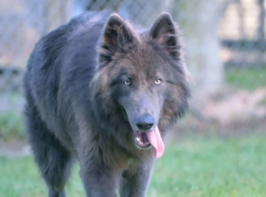 blue bay shepherd puppy