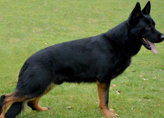 west german showline german shepherd