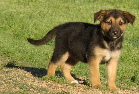 10 week german shepherd puppy