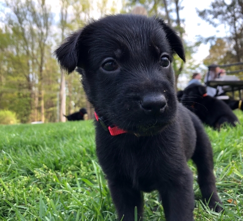 1 month old german shepherd