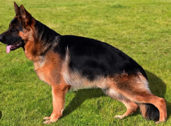 german shepherd stud