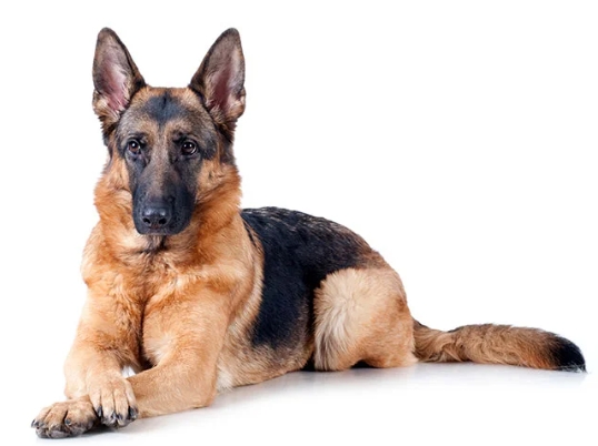 american german shepherd