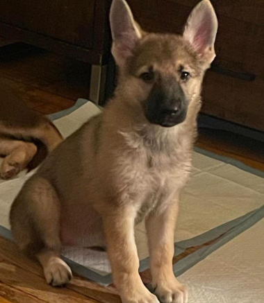 free german shepherd puppies craigslist