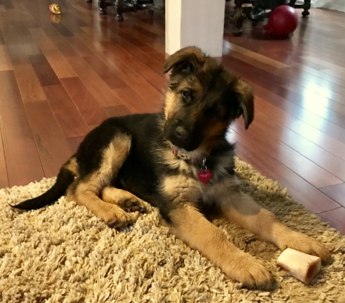 11 week old german shepherd