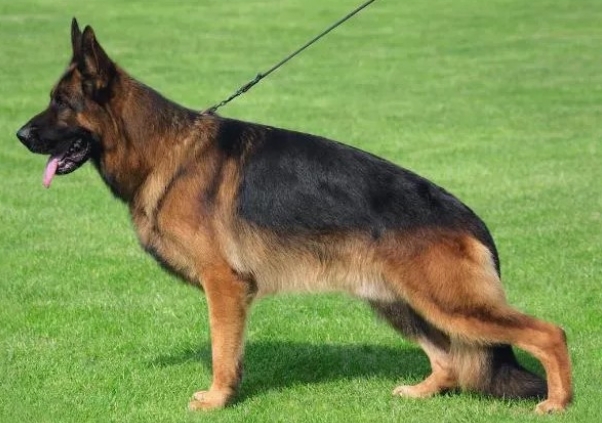 pedigree for german shepherd