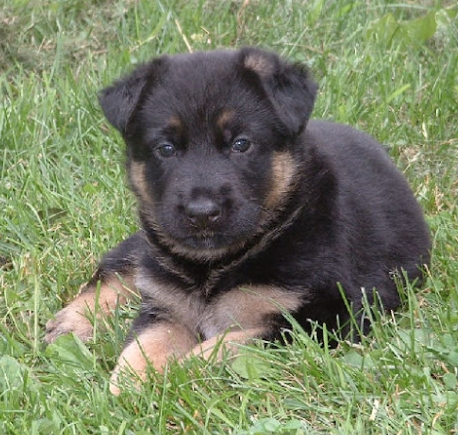 1 month german shepherd