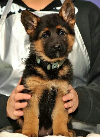 female german shepherd puppy