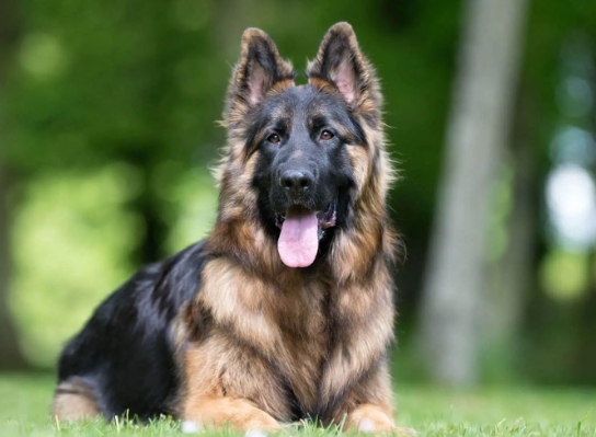 king german shepherd