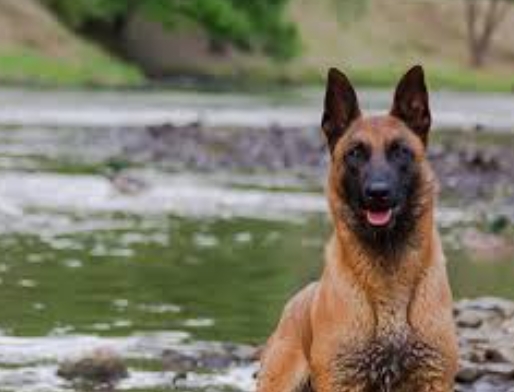 european german shepherd