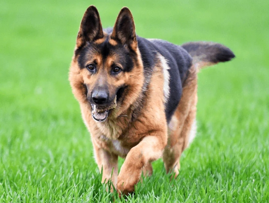 about german shepherd