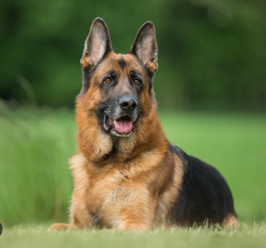 k9 german shepherd