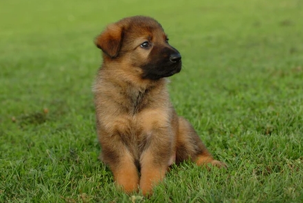 2 week old german shepherd