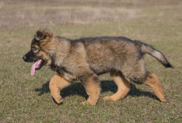 10 week old german shepherd puppy