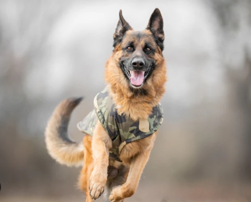 german shepherd winter coat