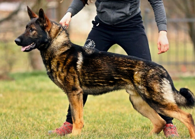 west german shepherd