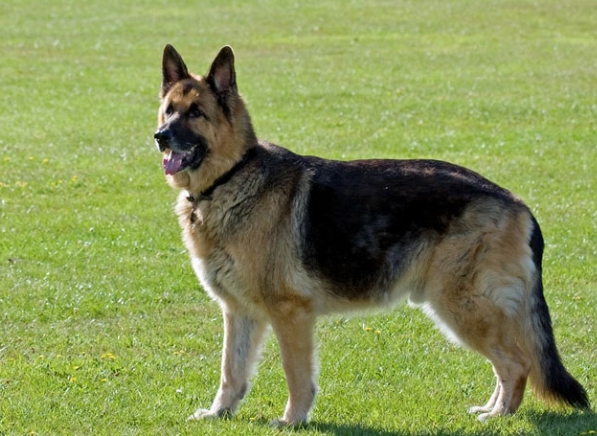 german shepherd types