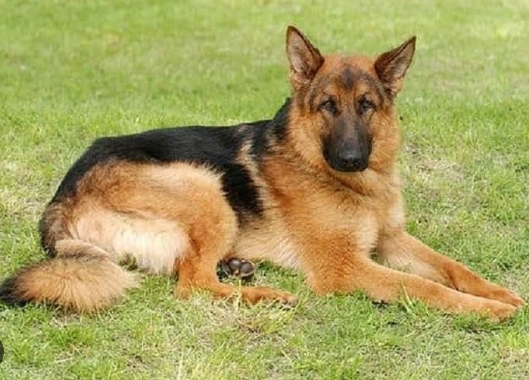 german shepherd