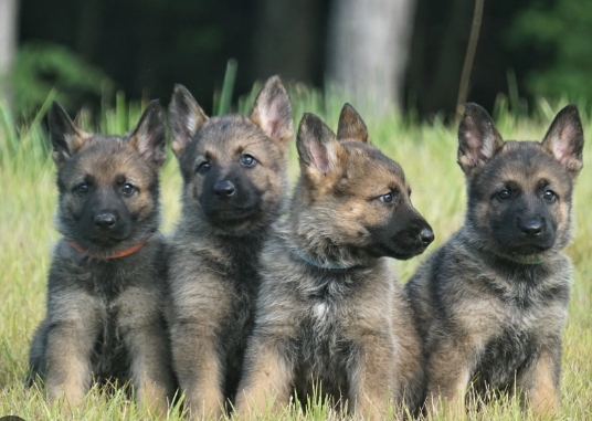 black sable german shepherd puppies for sale