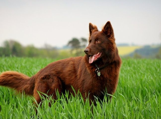 red german shepherd