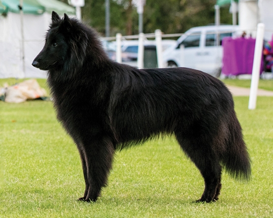 black shepherd dog