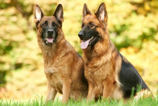 2 german shepherds