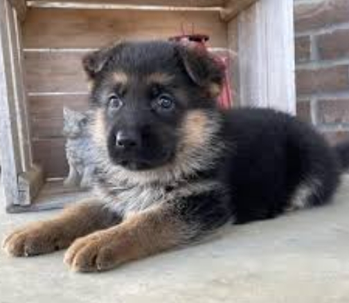 german shepherd puppies craigslist