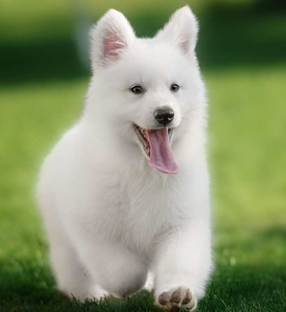 white swiss shepherd puppy