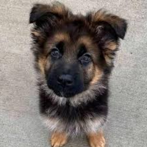 $200 german shepherd puppies near me craigslist