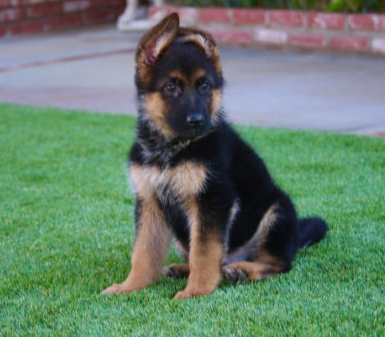 best german shepherd breeders in the world