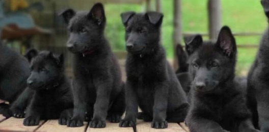 black german shepherd puppy price