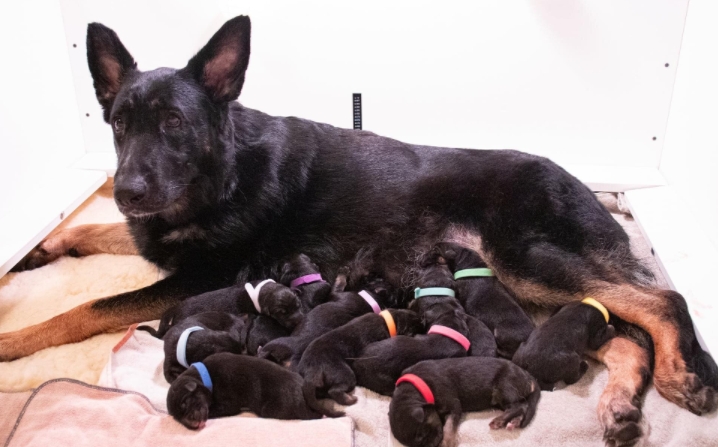 german shepherd puppy care