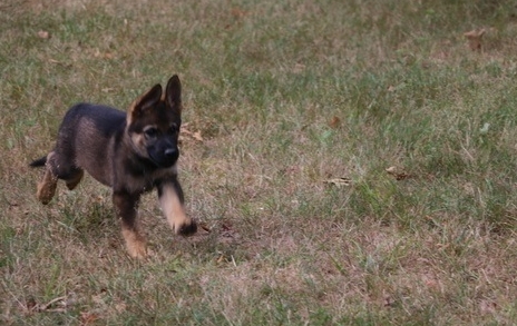 dark sable german shepherd puppies