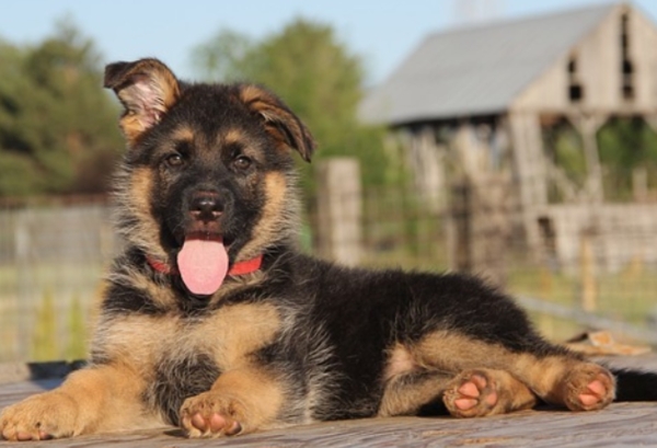 2 month old german shepherd