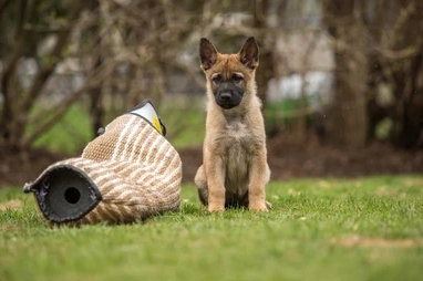 2 month german shepherd puppy