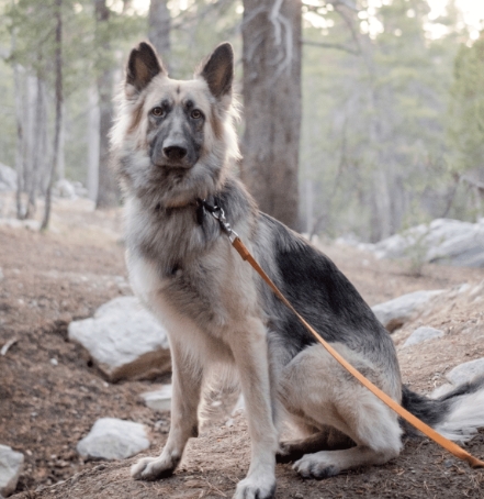 blue merle german shepherd