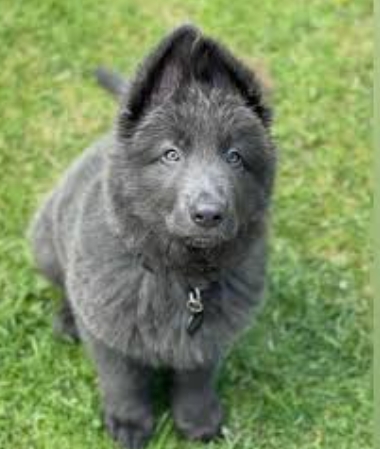 blue gsd