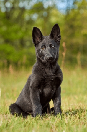 blue german shepherd price