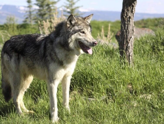 alsatian wolf dog