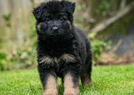 black alsatian puppy