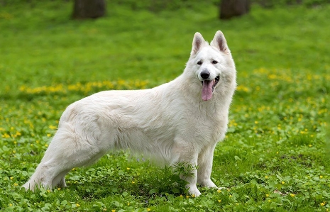 alsatian white