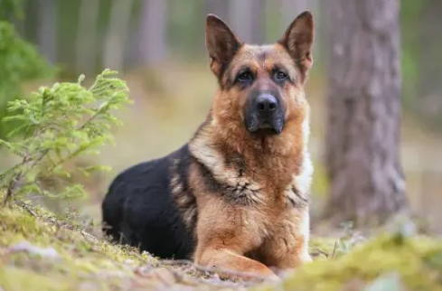 alsatian german shepherd