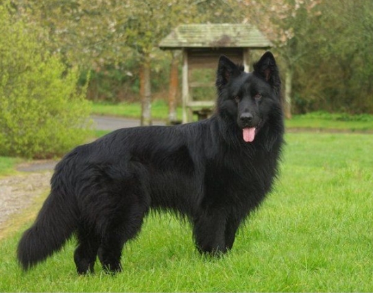 black alsatian dog