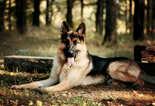 alsatian shepherd