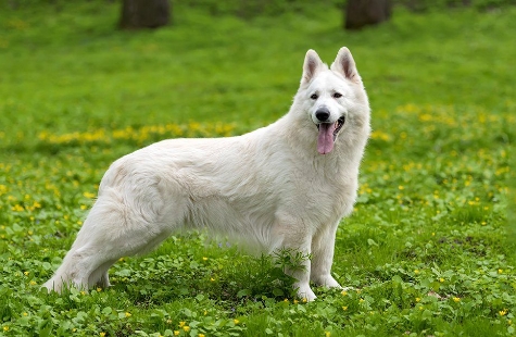 alsatian dog white