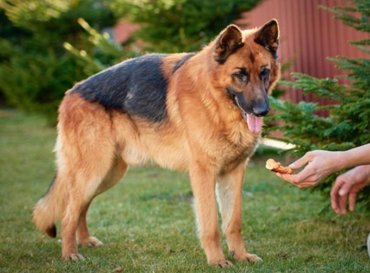 biggest german shepherd in the world