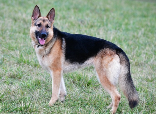 american alsatian price